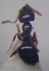 Plagiolepis pallescens