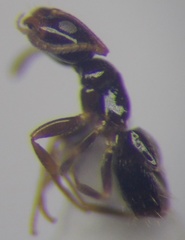 Plagiolepis pallescens