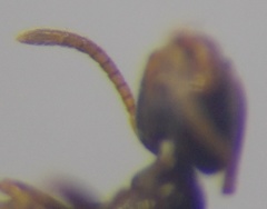 Plagiolepis pallescens