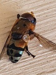 Austalis pulchella