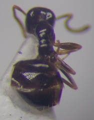 Plagiolepis pallescens