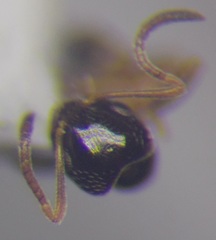 Plagiolepis pallescens