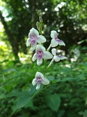 Asystasia indica
