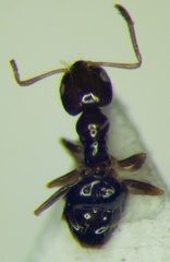 Plagiolepis pallescens