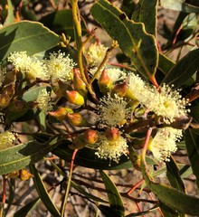 Eucalyptus socialis