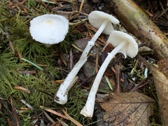 Lepiota sequoiarum