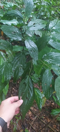 Piper vicosanum