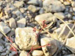 Euphorbia cumbrae