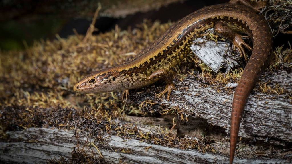 Alborn Skink