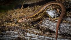 Alborn Skink photo 1