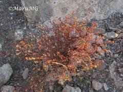 Euphorbia berteroana