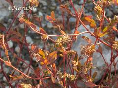 Euphorbia berteroana