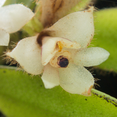 Trichotosia velutina