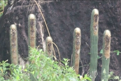 Coleocephalocereus fluminensis