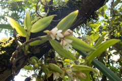 Trichotosia velutina