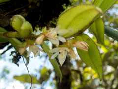 Trichotosia velutina