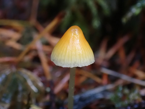 tangerine bonnet