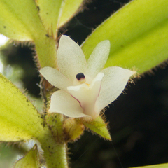 Trichotosia velutina