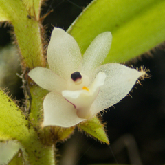 Trichotosia velutina