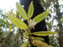 Trichotosia velutina