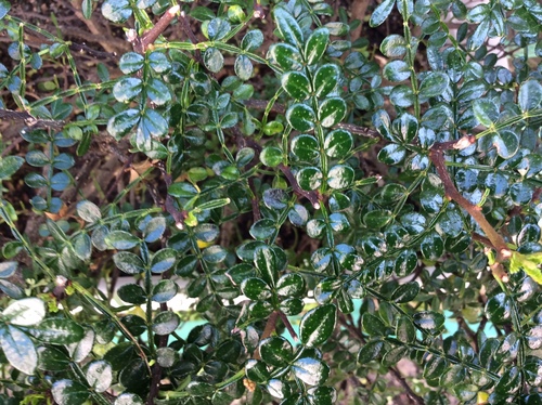 Zanthoxylum beecheyanum iNat (3)