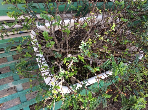 Zanthoxylum beecheyanum iNat (2)