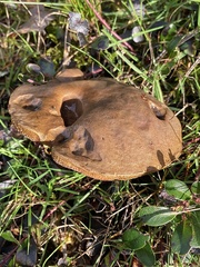 Xerocomellus salicicola