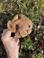 Xerocomellus salicicola