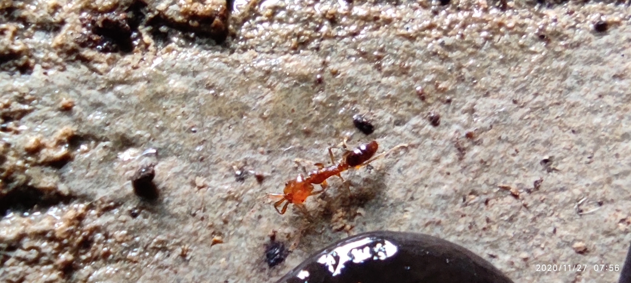 Anochetus graeffei