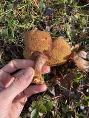 Xerocomellus salicicola