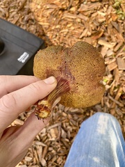 Xerocomellus salicicola