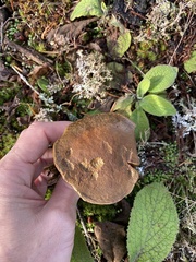 Xerocomellus salicicola