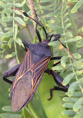 Pachylis neocalifornicus