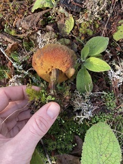 Xerocomellus salicicola