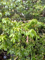 Syzygium tierneyanum