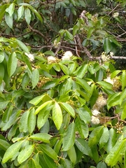 Syzygium tierneyanum