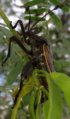 Pachylis neocalifornicus