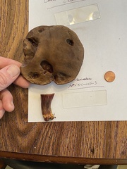 Xerocomellus salicicola