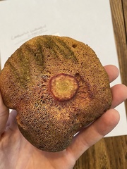 Xerocomellus salicicola