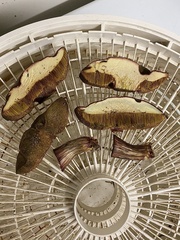 Xerocomellus salicicola