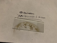 Xerocomellus salicicola