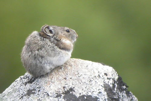 Collared Pika