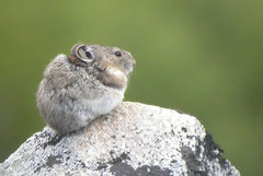 Collared Pika photo 4