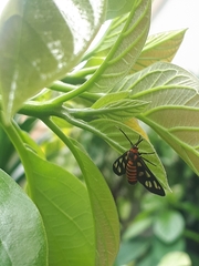 Amata huebneri