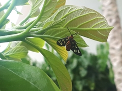 Amata huebneri