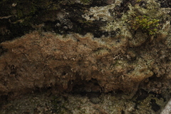 Rigidoporus corticola