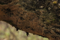 Rigidoporus corticola