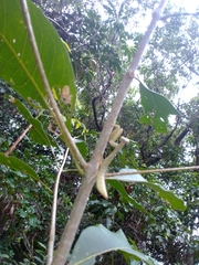 Sphodropoda quinquedens