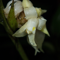 Tropidia curculigoides