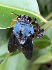 Xylocopa caerulea